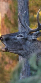 Geyiklerin ihaleyle öldürülmesine mahkeme dur dedi