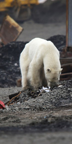 Aç ve bitkin kutup ayısı şehre indi