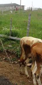 Trabzonda en renkli yayla göçü
