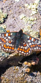 50 yıl sonra Ağrı Dağında yeniden görüntülendi