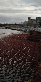 Caddebostan Sahili kızıla büründü