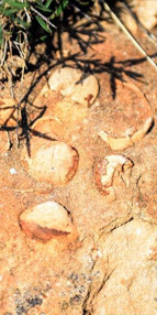 Iğdır’da dikkat çeken bir gelişme daha Kayaların içinde buldu…