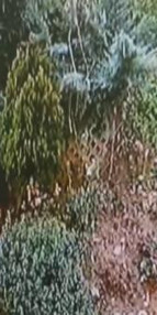 Tuzlada koca dehşeti kamerada