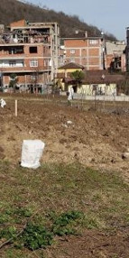 Trabzonda drakula tehlikesi giderek büyüyor Ağaçlar yakılıyor