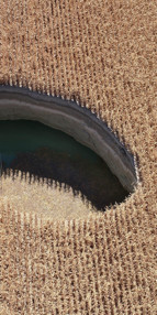 Sayıları 600e ulaştı Tedirgin görüntü