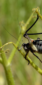 Bitliste çekirgeler çiftçilerin kâbusu oldu