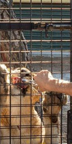 Antalyada tepki çeken görüntüler