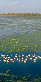 İzmirde şaşırtan manzara