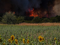 Ciğerlerimiz yanıyor Alevlerle mücadele havadan ve karadan sürüyor