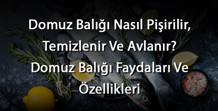 Domuz Balığı Nasıl Pişirilir, Temizlenir Ve Avlanır Domuz Balığı Faydaları Ve Özellikleri