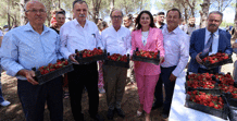 Osmancalı çileğinin ilk hasadı şenlikle yapıldı