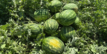 Torbalıda karpuz hasadı başladı
