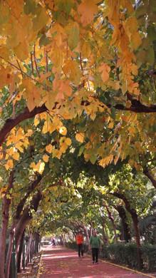 Kültürparkta sonbahar manzaraları büyülüyor