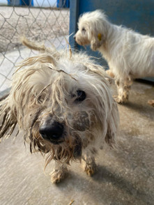 Bunun adı vicdansızlık Bakımsızlıktan kör olmuş, dişleri çekilmiş