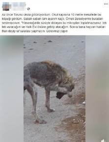 Sokak hayvanlarını öldüreceğini söyleyen belediye çalışanı gözaltına alındı