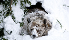 Ayılar kış uykusuna yatmıyormuş