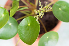 2019'un En Popüler Bitkisi Pilea peperomioides Bakımı