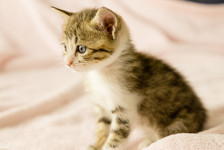 Erken teşhis kedilerin de hayatını kurtarıyor