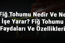 Fiğ Tohumu Nedir Ve Ne İşe Yarar? Fiğ Tohumu Faydaları Ve Özellikleri