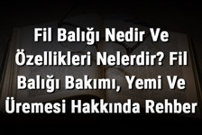 Fil Balığı Nedir Ve Özellikleri Nelerdir? Fil Balığı Bakımı, Yemi Ve Üremesi Hakkında Rehber
