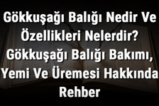 Gökkuşağı Balığı Nedir Ve Özellikleri Nelerdir? Gökkuşağı Balığı Bakımı, Yemi Ve Üremesi Hakkında Rehber