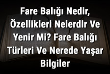 Fare Balığı Nedir, Özellikleri Nelerdir Ve Yenir Mi? Fare Balığı Türleri Ve Nerede Yaşar Bilgiler