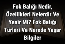 Fok Balığı Nedir, Özellikleri Nelerdir Ve Yenir Mi? Fok Balığı Türleri Ve Nerede Yaşar Bilgiler