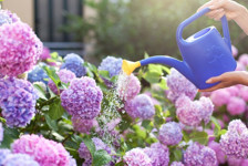 Ortanca Çiçeği Bakımı Nasıl Yapılır? Ortanca Çiçeği Çoğaltma, Sulama Ve Bakımı