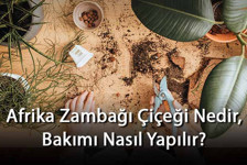 Afrika Zambağı Çiçeği Nedir, Bakımı Nasıl Yapılır? Afrika Zambağı Çiçeği Özellikleri Ve Bakımının Püf Noktaları