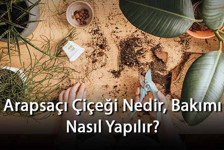 Arapsaçı Çiçeği Nedir, Bakımı Nasıl Yapılır? Arapsaçı Çiçeği Özellikleri Ve Bakımının Püf Noktaları