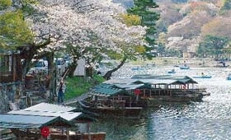 Tokyo’nun kiraz bahçeleri, Osaka’nın tapınakları büyüleyici