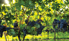 Bozcaada’da bağbozumu günleri Bu yıl yüzler gülüyor