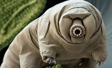 10 milyar yıl yaşayabilen ilginç canlı: tardigrad