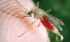 ABDde yapılan araştırma, Covid-19un sivrisinekler yoluyla bulaşamayacağını doğruladı