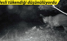 Nesli tükendiği düşünülüyordu Uzun yıllar sonra ilk kez Anadolu Parsı görüntülendi