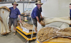 Avustralyada 92 milyon yıllık dinozor fosili bulundu Şu ana kadar en büyüğü