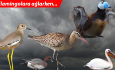 Flamingolara ağlarken... Tarihi tablo çok daha korkunç...