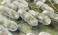 Salmonella nedir, nasıl bulaşır Salmonella belirtileri ve tedavisi