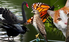 Ekonomide kullanılan hayvan sembolleri ne anlama geliyor