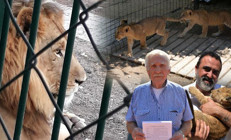 Ankarada aslan kükreme sesinden uyuyamıyorlardı... Mahalleli harekete geçti