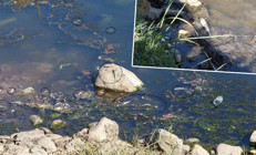 Su seviyesi azalan Dicle Nehri’nde ölü balıklar kıyıya vurdu