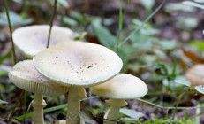 Belgrad Ormanında zehirli köygöçüren mantarlarını kim topladı