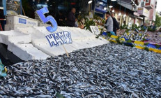 Kilosu 5 liraya düşen hamsi kasalarla satıldı