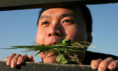 Şehir efsanesi değil gerçek bir hastalık: Öküz sendromu