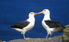 İklim krizi bir buna etki etmemişti Küresel ısınma neden albatrosların yuvasını yıkıyor