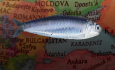 Hamsi firarda Neden gidiyorlar Balık her zaman doğrusunu yaptı...