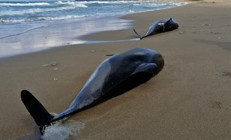 TÜDAV: Batı Karadeniz kıyılarında boğulma sonucu 80 yunus öldü