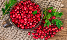 Kalbini seven kızılcık yesin Hangi hastalıklara faydalı, nasıl tüketmeli