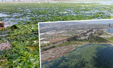 Deniz marulu İzmirde yeniden görüldü