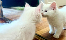 Hayatını kaybeden kedisini klonlattı Görüntüsü aynıydı ama...